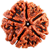 Rudraksha